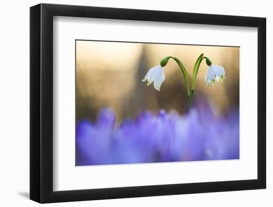 Italy, Friuli Venezia Giulia , Leucojum Vernum (Spring Snowflake)-Andrea Pavan-Framed Photographic Print