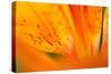 Italy, Friuli Venezia Giulia, Lilium Bulbiferum or Orange Lily-Diana Crestan-Stretched Canvas