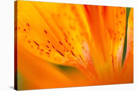 Italy, Friuli Venezia Giulia, Lilium Bulbiferum or Orange Lily-Diana Crestan-Stretched Canvas