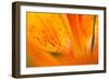 Italy, Friuli Venezia Giulia, Lilium Bulbiferum or Orange Lily-Diana Crestan-Framed Photographic Print