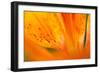 Italy, Friuli Venezia Giulia, Lilium Bulbiferum or Orange Lily-Diana Crestan-Framed Photographic Print