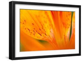 Italy, Friuli Venezia Giulia, Lilium Bulbiferum or Orange Lily-Diana Crestan-Framed Photographic Print