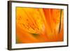 Italy, Friuli Venezia Giulia, Lilium Bulbiferum or Orange Lily-Diana Crestan-Framed Photographic Print