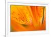 Italy, Friuli Venezia Giulia, Lilium Bulbiferum or Orange Lily-Diana Crestan-Framed Photographic Print