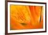 Italy, Friuli Venezia Giulia, Lilium Bulbiferum or Orange Lily-Diana Crestan-Framed Photographic Print