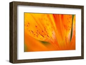 Italy, Friuli Venezia Giulia, Lilium Bulbiferum or Orange Lily-Diana Crestan-Framed Photographic Print