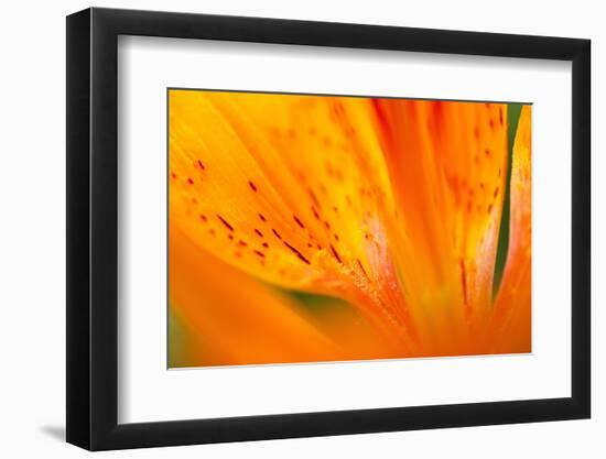 Italy, Friuli Venezia Giulia, Lilium Bulbiferum or Orange Lily-Diana Crestan-Framed Photographic Print