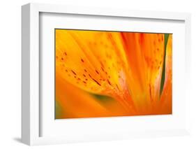 Italy, Friuli Venezia Giulia, Lilium Bulbiferum or Orange Lily-Diana Crestan-Framed Photographic Print