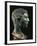 Italy, Friuli-Venezia Giulia, Zuglio, Male Head, Bronze-null-Framed Giclee Print