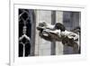 Italy, Milan, Milan Cathedral, Gargoyles-Samuel Magal-Framed Photographic Print