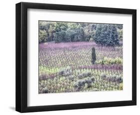 Italy, Montepulciano, Almond Grove in the Autumn Season-Terry Eggers-Framed Photographic Print