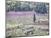 Italy, Montepulciano, Almond Grove in the Autumn Season-Terry Eggers-Mounted Photographic Print