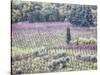 Italy, Montepulciano, Almond Grove in the Autumn Season-Terry Eggers-Stretched Canvas