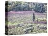 Italy, Montepulciano, Almond Grove in the Autumn Season-Terry Eggers-Stretched Canvas