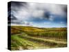 Italy, Montepulciano, Autumn Vineyard in full color-Terry Eggers-Stretched Canvas