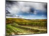 Italy, Montepulciano, Autumn Vineyard in full color-Terry Eggers-Mounted Photographic Print