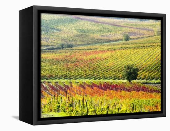 Italy, Montepulciano, Autumn Vineyard in full color-Terry Eggers-Framed Stretched Canvas