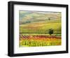 Italy, Montepulciano, Autumn Vineyard in full color-Terry Eggers-Framed Photographic Print