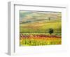 Italy, Montepulciano, Autumn Vineyard in full color-Terry Eggers-Framed Photographic Print