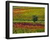 Italy, Montepulciano, Autumn Vineyards-Terry Eggers-Framed Photographic Print