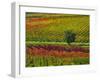 Italy, Montepulciano, Autumn Vineyards-Terry Eggers-Framed Photographic Print