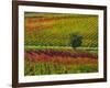 Italy, Montepulciano, Autumn Vineyards-Terry Eggers-Framed Photographic Print