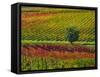 Italy, Montepulciano, Autumn Vineyards-Terry Eggers-Framed Stretched Canvas