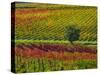 Italy, Montepulciano, Autumn Vineyards-Terry Eggers-Stretched Canvas