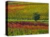 Italy, Montepulciano, Autumn Vineyards-Terry Eggers-Stretched Canvas