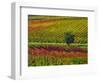 Italy, Montepulciano, Autumn Vineyards-Terry Eggers-Framed Photographic Print