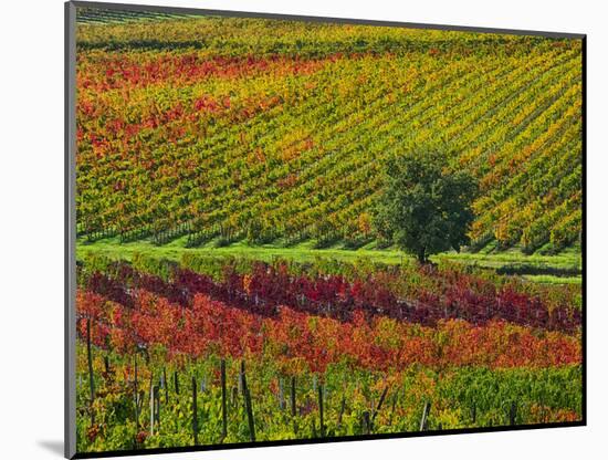 Italy, Montepulciano, Autumn Vineyards-Terry Eggers-Mounted Photographic Print
