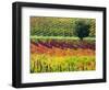 Italy, Montepulciano, Autumn Vineyards-Terry Eggers-Framed Photographic Print