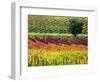 Italy, Montepulciano, Autumn Vineyards-Terry Eggers-Framed Photographic Print