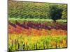 Italy, Montepulciano, Autumn Vineyards-Terry Eggers-Mounted Photographic Print