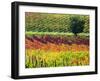 Italy, Montepulciano, Autumn Vineyards-Terry Eggers-Framed Photographic Print