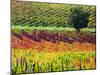 Italy, Montepulciano, Autumn Vineyards-Terry Eggers-Mounted Photographic Print