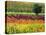 Italy, Montepulciano, Autumn Vineyards-Terry Eggers-Stretched Canvas