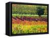 Italy, Montepulciano, Autumn Vineyards-Terry Eggers-Framed Stretched Canvas