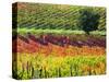 Italy, Montepulciano, Autumn Vineyards-Terry Eggers-Stretched Canvas