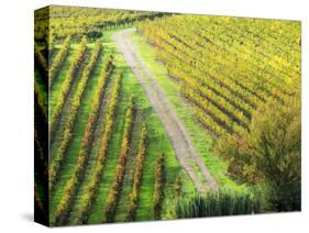 Italy, Montepulciano, Road through Autumn Vineyards-Terry Eggers-Stretched Canvas