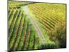 Italy, Montepulciano, Road through Autumn Vineyards-Terry Eggers-Mounted Photographic Print