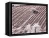 Italy, Monticiano. Infrared image of field building in the vineyard.-Terry Eggers-Framed Stretched Canvas