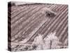 Italy, Monticiano. Infrared image of field building in the vineyard.-Terry Eggers-Stretched Canvas