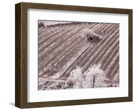 Italy, Monticiano. Infrared image of field building in the vineyard.-Terry Eggers-Framed Photographic Print