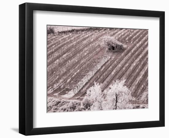 Italy, Monticiano. Infrared image of field building in the vineyard.-Terry Eggers-Framed Photographic Print