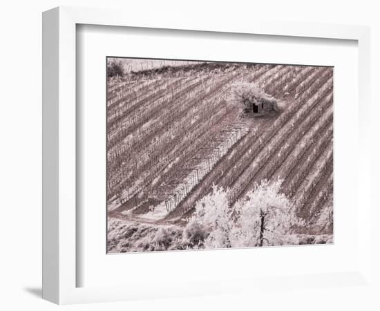 Italy, Monticiano. Infrared image of field building in the vineyard.-Terry Eggers-Framed Photographic Print