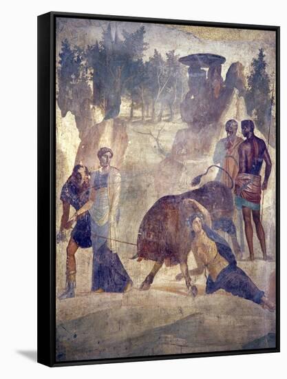Italy, Naples Museum, from Pompeii, House of Grand Duke of Tuscany (VII, 4, 56), Dirce Punishment-Samuel Magal-Framed Stretched Canvas