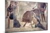 Italy, Naples Museum, from Pompeii, House of Grand Duke of Tuscany (VII, 4, 56), Dirce Punishment-Samuel Magal-Mounted Photographic Print