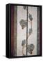 Italy, Naples, Naples Museum, from Pompeii, Compartment with White Background-Samuel Magal-Framed Stretched Canvas
