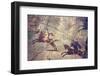 Italy, Naples, Naples Museum, from Pompeii, House of the Sailor (VII 15, 2), Niobids-Samuel Magal-Framed Photographic Print